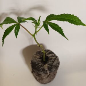 Apple Fritter Steckling