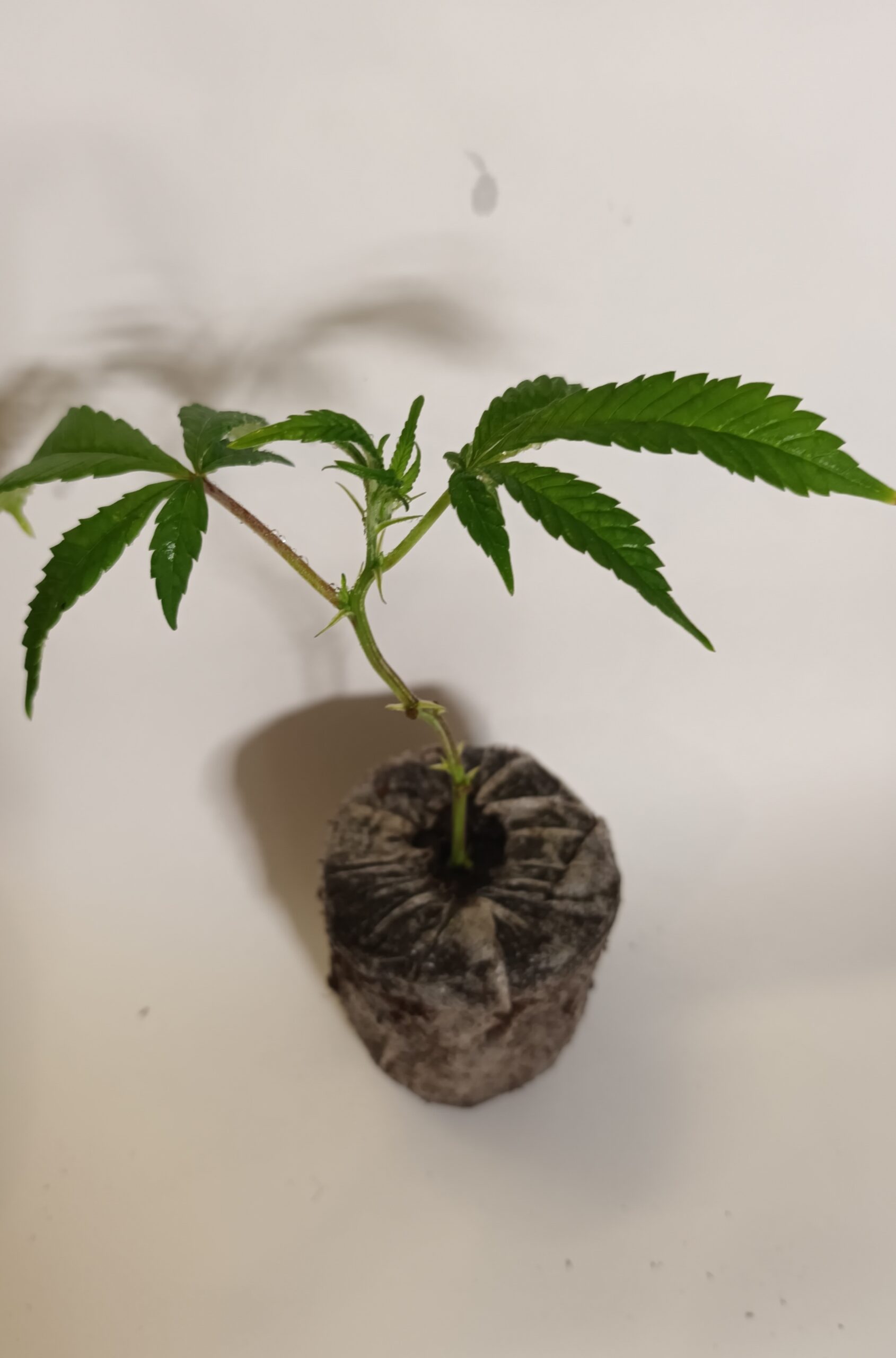 Apple Fritter Steckling