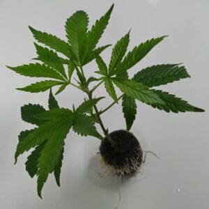 Blueberry Muffin Steckling