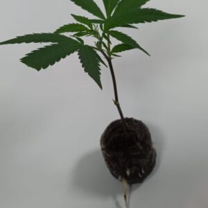 Gelato Cannabis Steckling