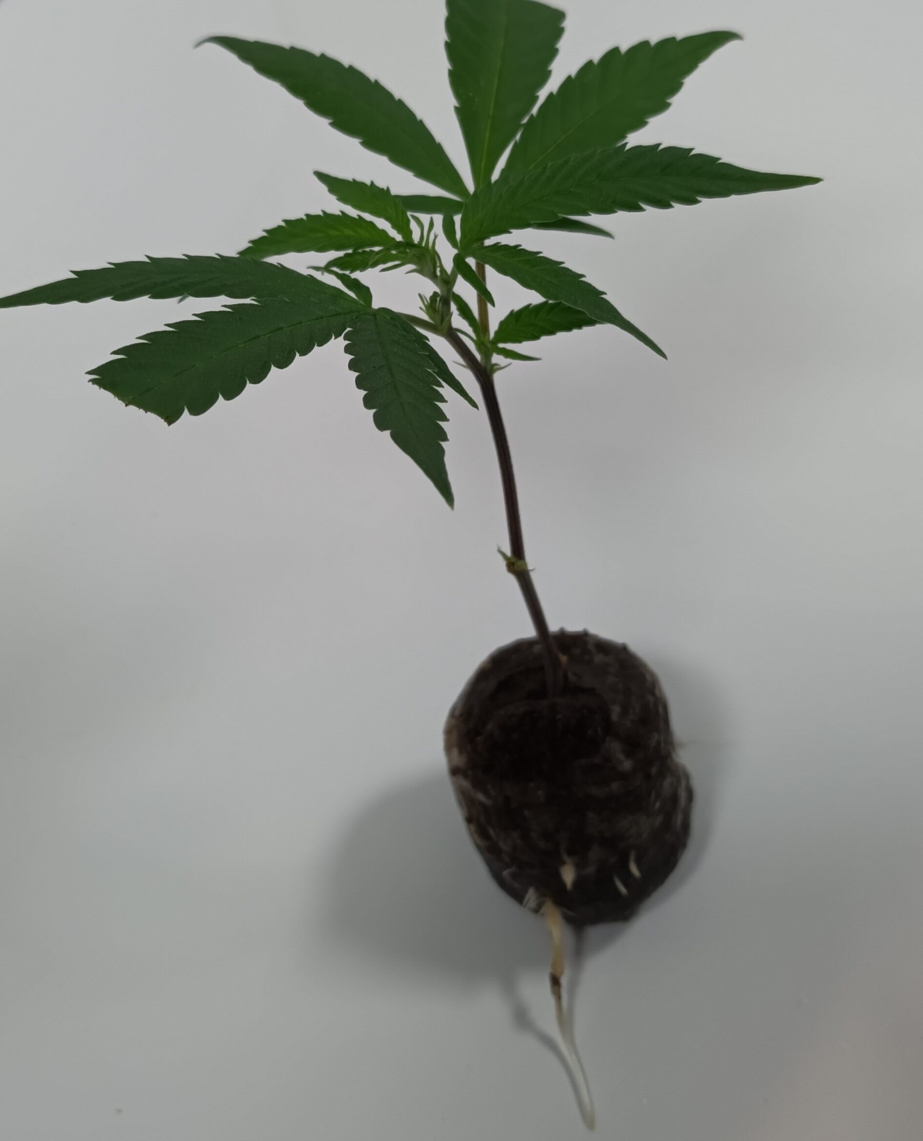 Gelato Cannabis Steckling