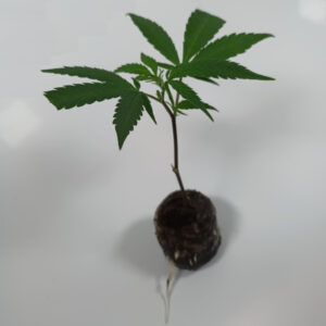 Gelato Cannabis Steckling