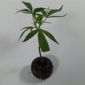 Hyper Viper Cannabis Steckling