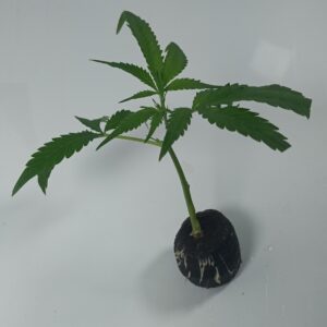 Northern Lights Steckling