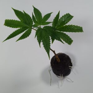 Cannabis Steckling Permanent Marker