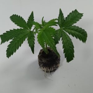 Tropicana Cookies Cannabis Steckling