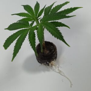 Bruce Lemon Diesel Cannabis Steckling