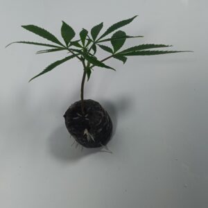 Double Gum cannabis Steckling