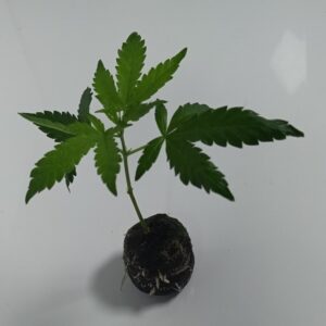 Karel´s Haze Cannabis Steckling