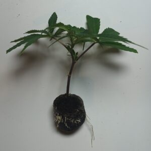 Pink_Banana_Runtz_Cannabis_Steckling