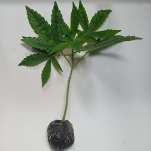 Respeto Confite Cannabis Steckling