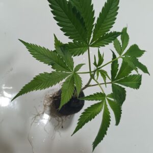 lemon og candy