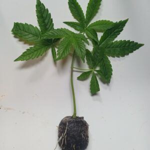 Sour_Fruit_Tartare_F1 steckling